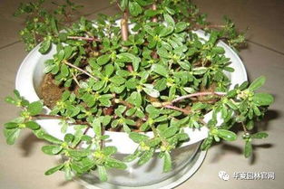 马齿苋的移栽种植技巧