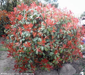 红叶石楠移植后的叶子变红之谜