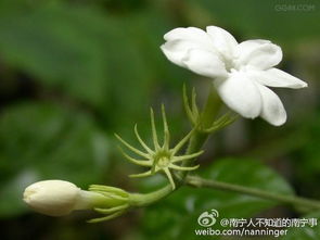 白色小花，指开花小且香的花卉植物