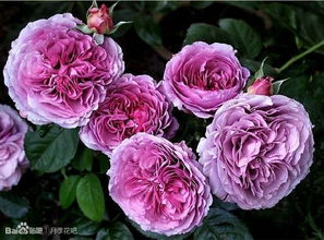 蓝紫色月季，夏天也嫩开