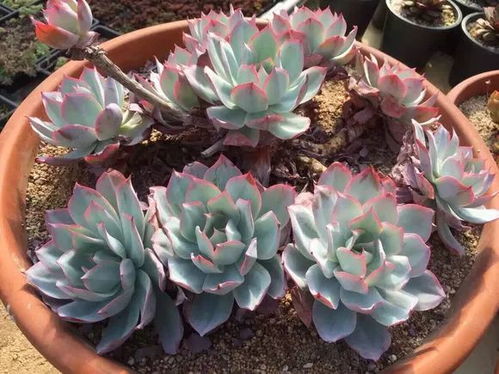 蓝光多肉养护攻略，爆款花卉养植技巧