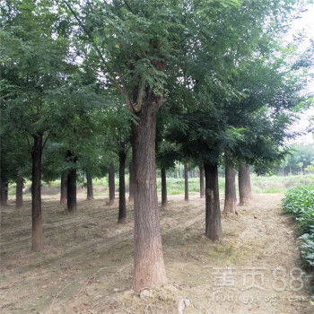 国槐价格的波动与理性回归