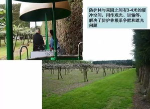 猕猴桃种植需要几年才能结果？有哪些关键技术与管理要点