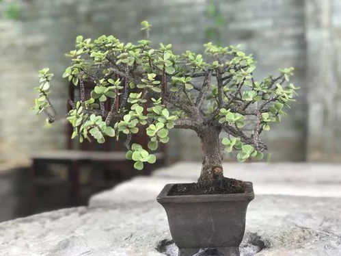 金枝玉叶花多久浇一次水最合适？有没有什么浇水的技巧