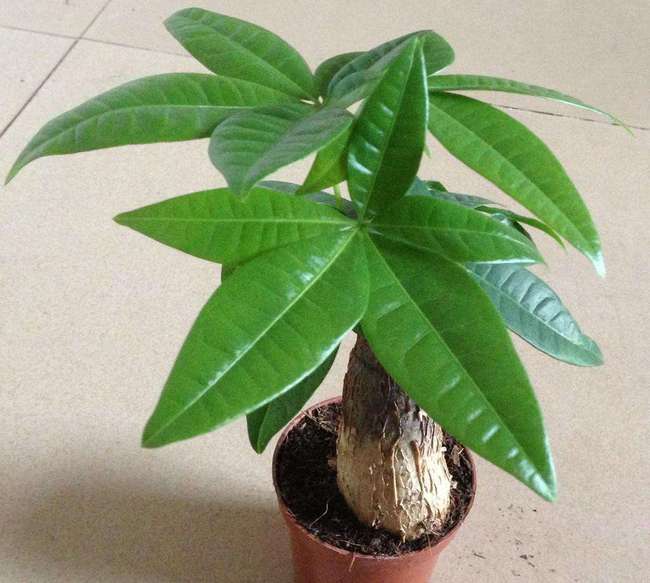 醋，原来是个神奇的宝贝