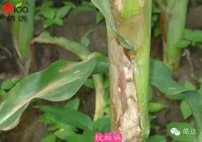 不同病害的防治效果对比