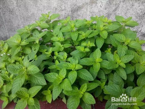 种草那些事儿，为何3月失败率高？