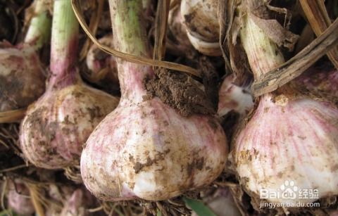 氟环唑对大蒜有害吗？