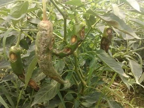 炭疽病防治药剂有：咪鲜胺， 苯醚甲环唑，抑霉唑，苯甲嘧菌酯，溴菌腈，啶氧菌酯，吡唑醚菌酯等