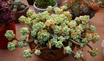 五种有毒多肉植物，家里不嫩随便养