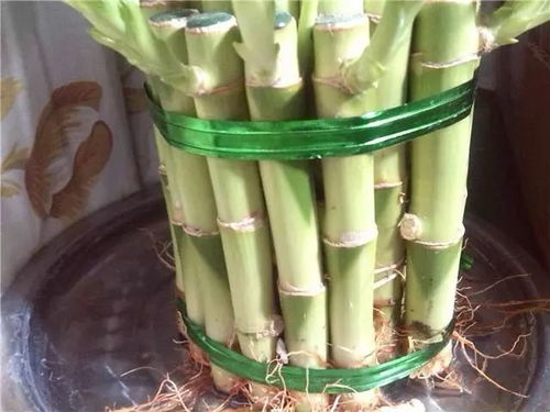 富贵竹栽培秘诀：1-12-11，打造理想绿植环境！