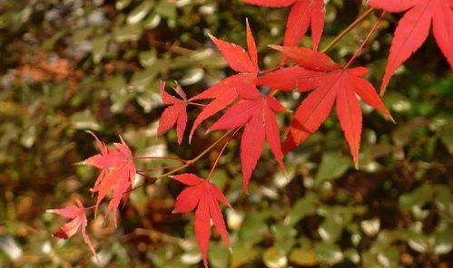 苗木市场建设方案的核心要素
