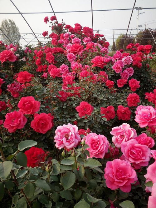 冬天怎么让菊花快点开花？