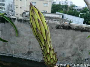 火龙果盆栽，如何从种子发芽到开花结果