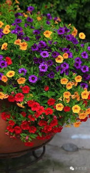 蔷薇花种子在什么季节和土壤条件下种植最为适宜