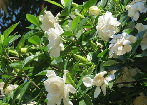 栀子花树如何养殖？如何让花开得更旺盛