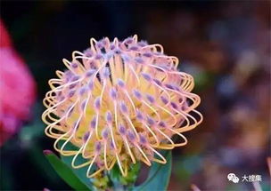 帝王花，花中帝王