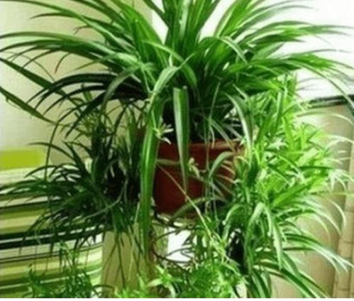 水培普通吊兰，如何操作才能成功