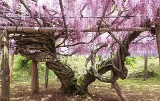 紫藤树种植，历史见证！