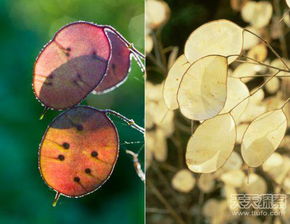 银扇草种植心得分享