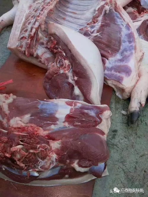 长期吃饲料的猪，其肉质是否真的会比自然放养猪肉差很多呢？