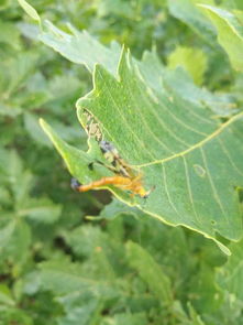 误区大揭秘：甲维盐虫螨腈的正确使用方法