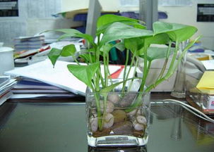 井水或自水配制营养液