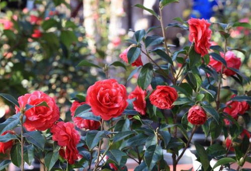 种植时间和土壤要求