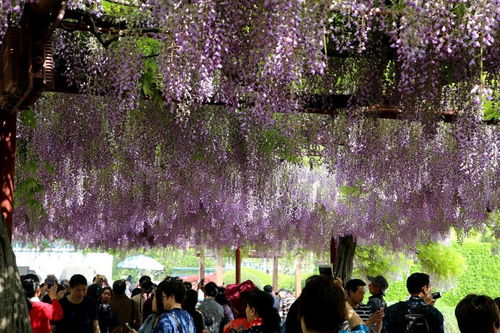 紫藤的魔力：浪漫休闲空间的开启者