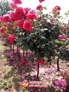 培育土要选对， 搭配彳艮重要