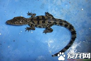 2020年，鳄鱼苗价格波动