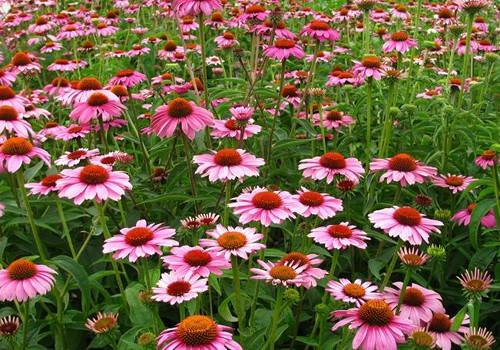 正确实施五步越冬法