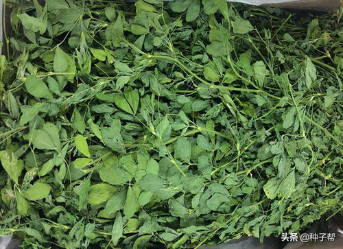 美人蕉与蓝雪花：开花劳模的完美搭配