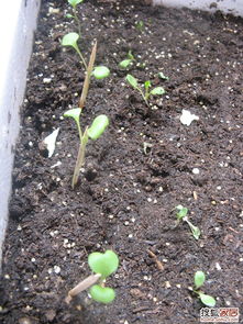 种子丸粒化：让发芽速度飞起来