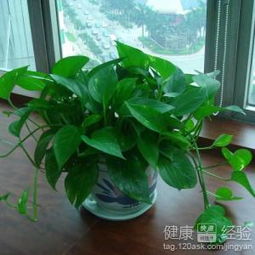 室内放绿萝最好吗？过来人告诉你选这几种