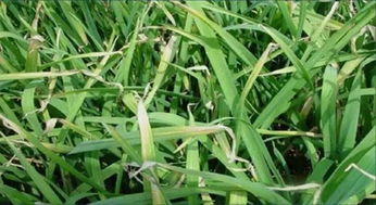 蒜种处理，讲究方法