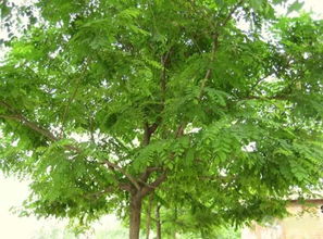 种树苗，要考虑周围环境