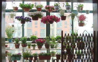 冬季阳台养花攻略：打造温馨冬日花园