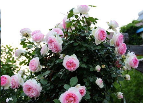 月季光杆了别急，kan这里！