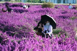 友谊花海中的陪伴之花，探寻花语与意义