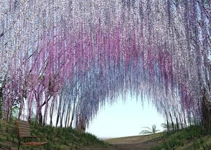 紫藤为什么总是老掉叶子？是哪些原因导致的掉叶现象？