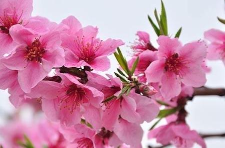 桃花的花期