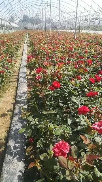 南阳卧龙区花卉盛宴， 月季与菊花共舞