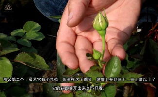 春天正是促笋的好时机