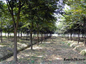 剥皮与环状剥皮：让榉树慢慢死去