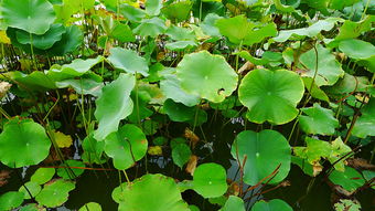 彩叶绿篱植物的修剪