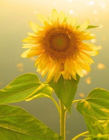 太阳花：向阳而生，生命力强