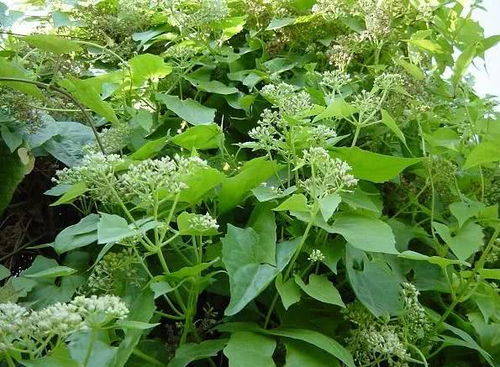 美洲地锦草入侵中国，危害生态