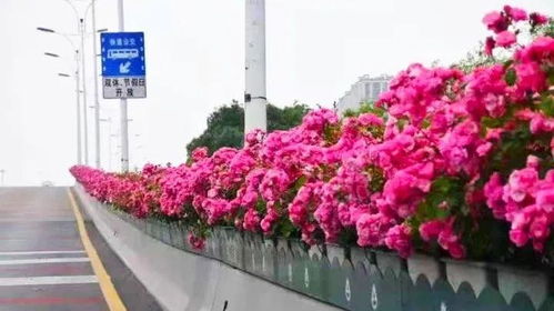 月季花箱的尺寸，你了解吗？