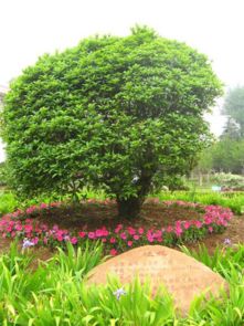 南阳桂花树价格大揭秘